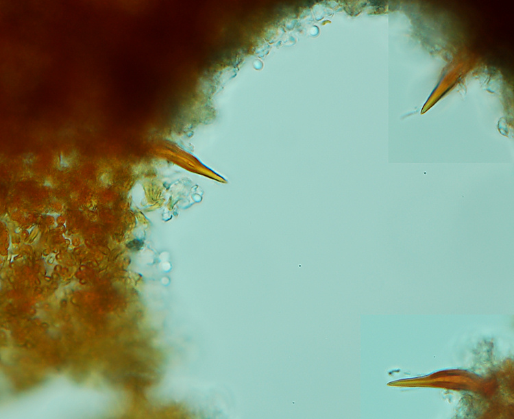 Un Phellinus su Olivo